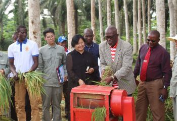 畝產(chǎn)593公斤，創(chuàng)造赤幾人工水稻種植新紀錄