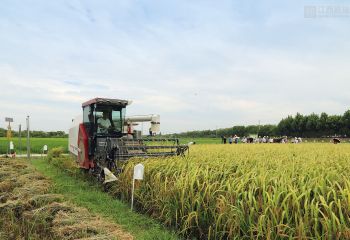 2020年再生稻頭季機收測產(chǎn)觀摩會隆重召開